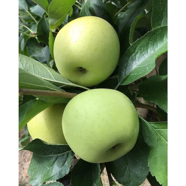 Online Orchards 3 ft. Golden Delicious Apple Tree with Honeyed Sweet Light Gold Fruit