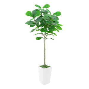 6 ft. Artificial Fiddle Leaf Fig Tree in Pot Ideal for Home Decor and Housewarming Gift