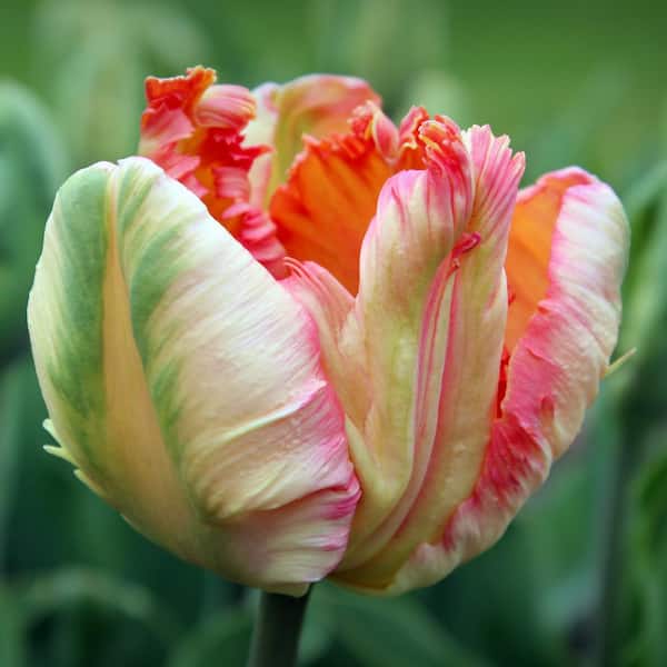 Daylily Nursery Weber's Parrot Spectrum Tulip Plant Bulbs (20-Pack)