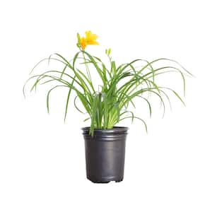 2.5 Qt. Stella De Oro Daylily, Live Perennial Plant, Yellow Flowers