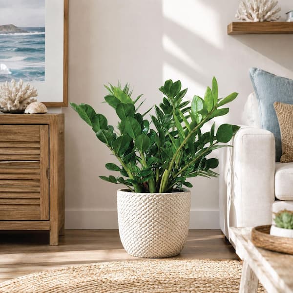 NATURE'S WAY FARMS 1.72 Gal. ZZ Plant Indoor Tropical Houseplant