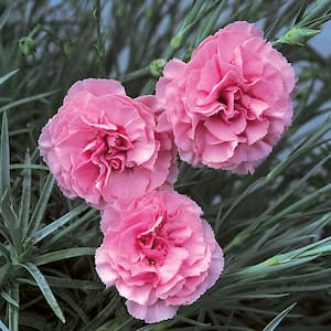 2.5 Qt. Dianthus Fruit Punch Black Cherry Frost Plant with Pink Blossoms in Grower Pot