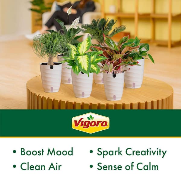 Vigoro 6 in. Assorted Foliage Plants (6-Pack) and ZZ Indoor Plant