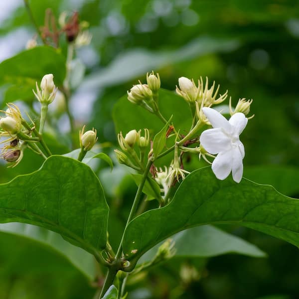 national PLANT NETWORK 1 gal. Jasmine Sambac Arabian Plant (4-Pack