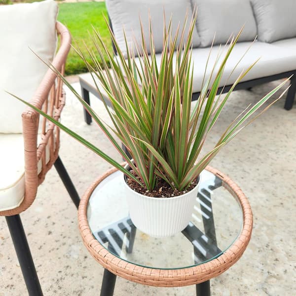 money tree plant growth rate Money Tree Plant main image 0