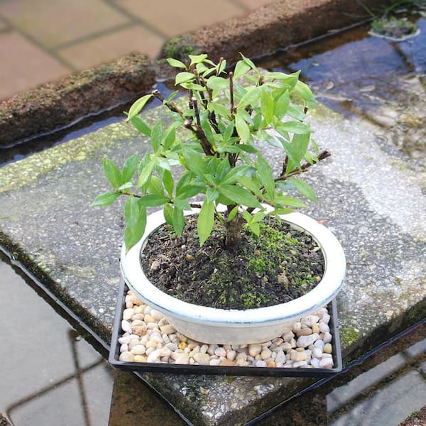 moisture tester for house plants Plant Moisture Meter