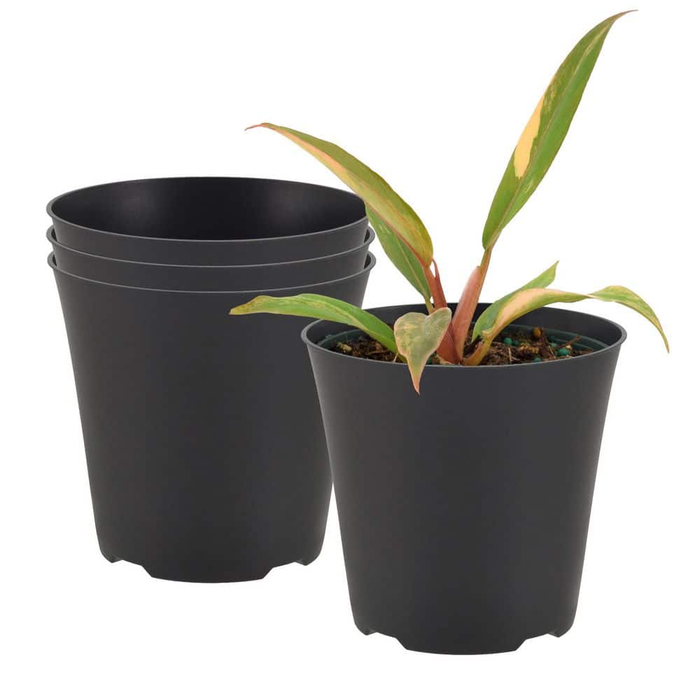 4 in. Black Indoor Plastic Drop-In Planter (4.3 in. L x 4.3 in. W x 4.0 in. H) (4-Pack) price history on PriceWatchPro