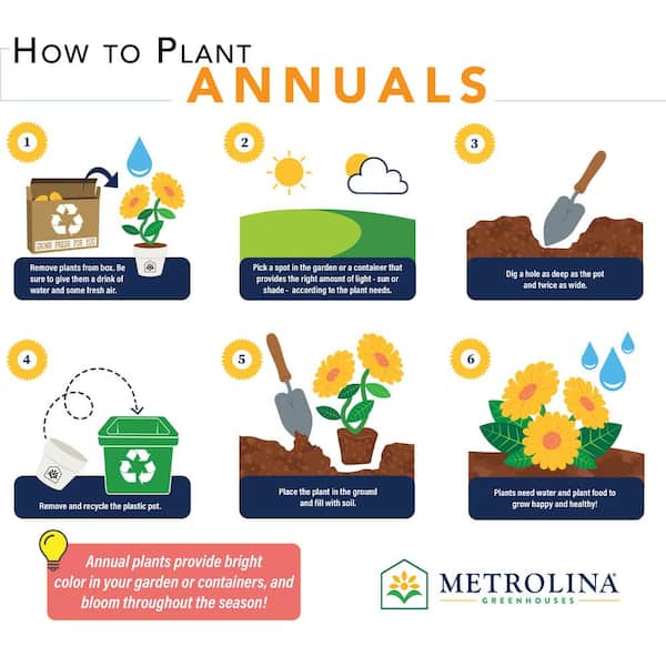 2 Qt. Pansy White and Purple Blotch Mix Annual Plant (3-Pack)