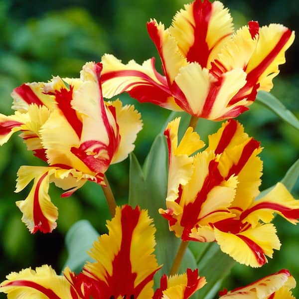 Bloomsz Parrot Tulip Flaming Parrot Flower Bulb (8-Pack)
