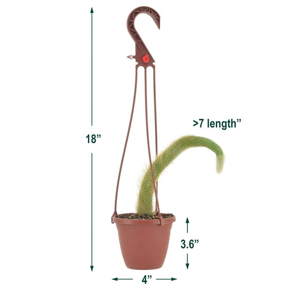 Monkey Tail Cactus in Brown Plastic Hanging Basket, 4 Inches