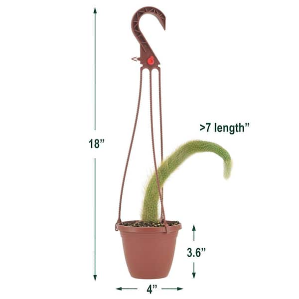 cactus talking toy Buy Dancing Cactus Toy USA main image 0