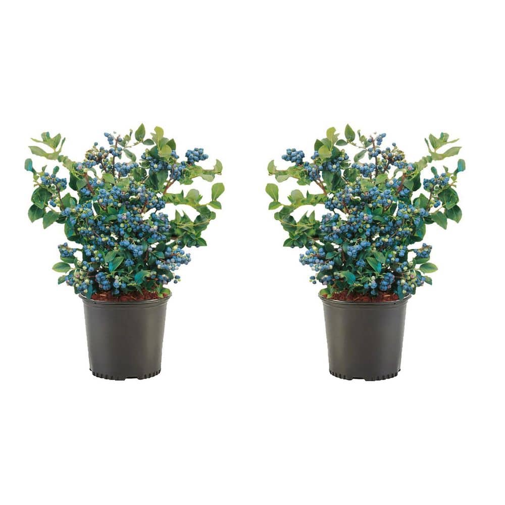 Online Orchards 1 Gal. Bluecrop Blueberry Plant (2-Pack) SBVC001 - The ...