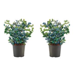 1 Gal. Bluecrop Blueberry Plant (2-Pack)