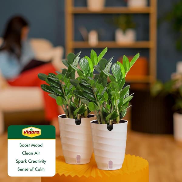 Have a question about Vigoro Zamioculcas Zamiifolia ZZ Indoor
