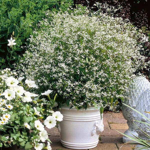 光の花石❇️希少 イジェン産 クォーツ フラワークラスター 大 1.5 Pt. Proven Winners Euphorbia Diamond Frost Annual Plant with
