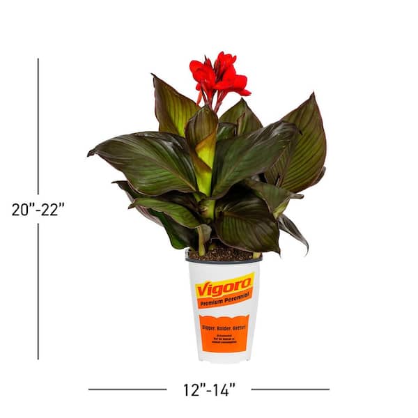 METROLINA GREENHOUSES 2.5 Qt. Cannova Bronze Scarlet Canna Lily
