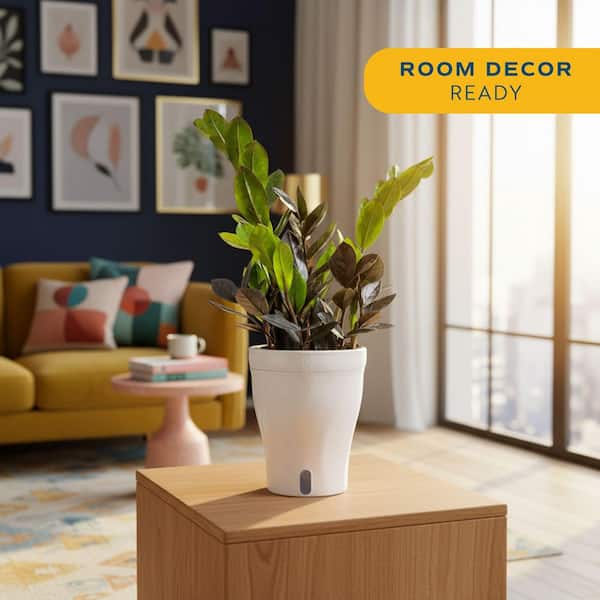 Costa Farms Trending Tropical ZZ Everlasting Indoor Plant in 6 in