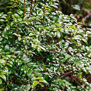 Huckleberry (Vaccinium) Live Fruiting Plant Grown in a 4 in. Pot (1-Pack)