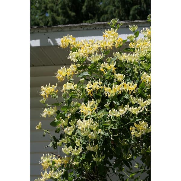 Reviews for PROVEN WINNERS 4.5 in. Qt. Scentsation Honeysuckle (Lonicera)  Live Vine Shrub with Yellow Flowers and Red Berries | Pg 3 - The Home Depot