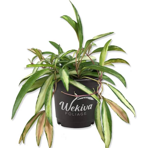 Wekiva Foliage Hoya Wayetti Wax Plant - Live Plant in a 4 in. Pot - Hoya Carnosa 'Wayetti' - Unique and Captivating Indoor Houseplant