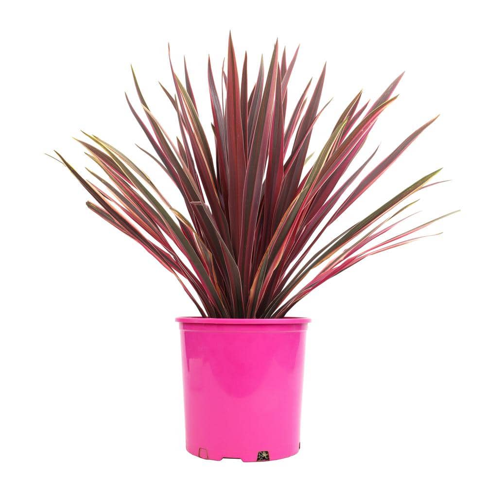 Cordyline Fruticosa Red Sister Ti Plant in Black Grower Pot