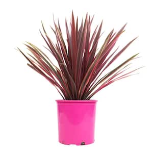 Cordyline Fruticosa Red Sister (Ti Plant) Tropical Outdoor Garden Plant and Indoor Houseplant in 8 in. Grower Pot