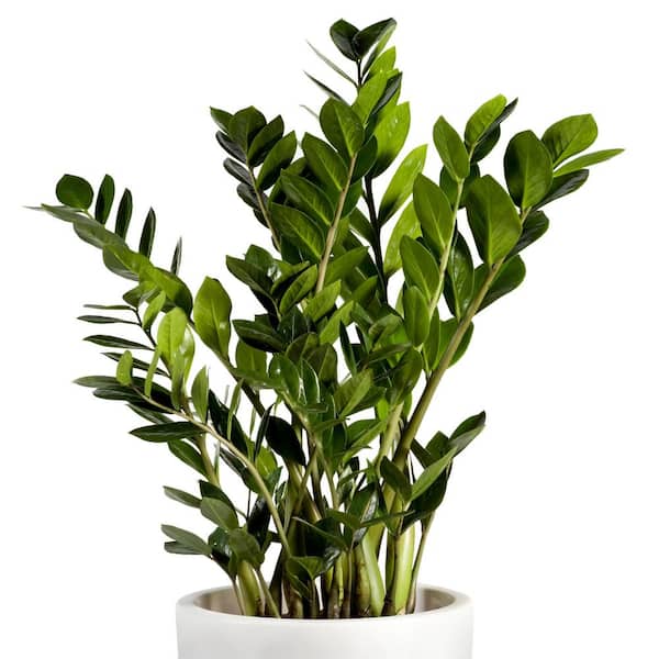 national PLANT NETWORK 4 in. ZZ Plant (3-Pack)