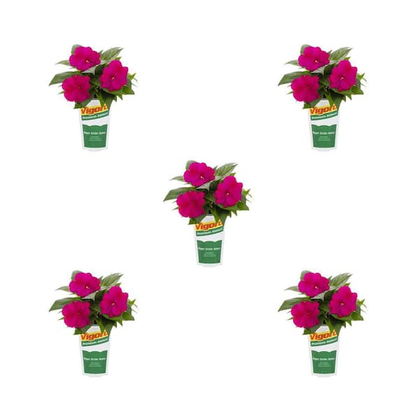 Vigoro 1.5 Pt. New Guinea Impatiens Harmony Violet Purple Annual Plant (5-Pack)
