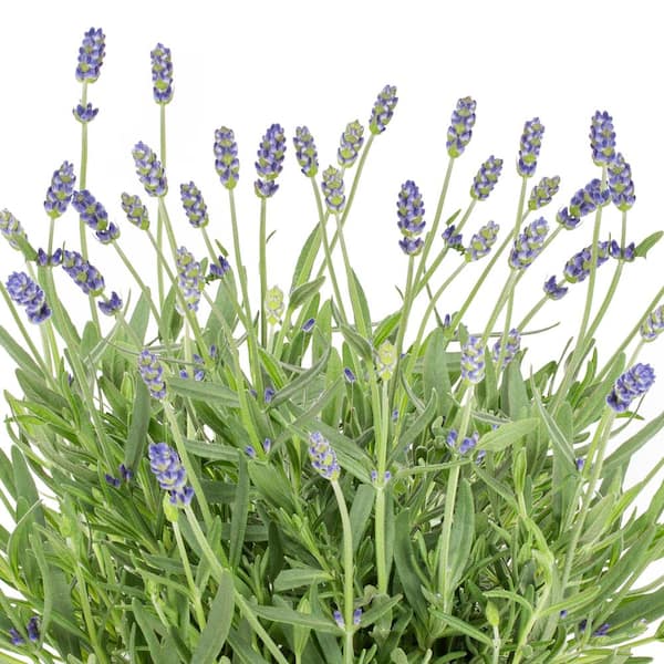 2.5 Qt. Vigoro Nature's Nutrients Lavender Superblue Perennial Plant