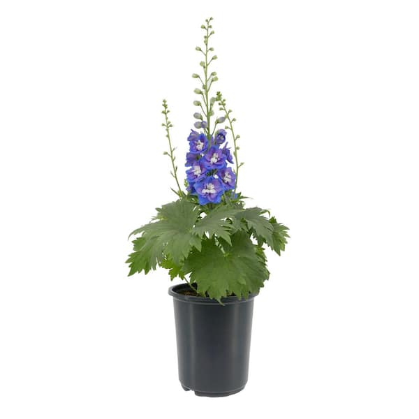 VIGORO 2.6 QT. Delpihnium Perennial Plant with Blue Flowers