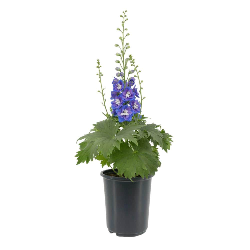 QT. 2.6 Vigoro delphinium / Ruiza 邦楽 Delpihnium 622577 Flowers Blue with Plant Perennial 邦楽