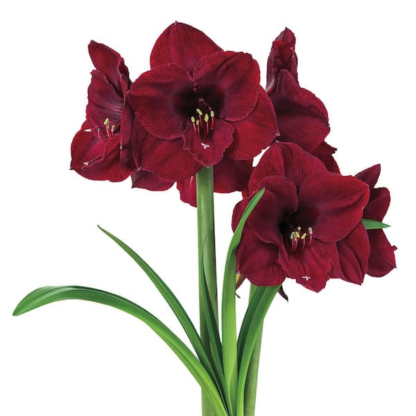 Gardens Alive! Colossal Benfica Red Flowering Amaryllis (Hippaestrum) Three Bulb Kit with 9 in. Pot 81764 - The Depot