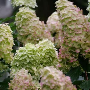 Proven Winners 2023 Hydrangea Of The Year Limelight Prime 4.5 in. x 5 in. Pot