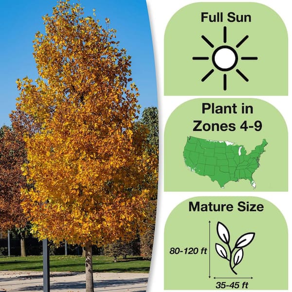 5 ft.-6 ft. Tall Tulip Poplar Tree in Growers Pot, Unique Foliage and Summer Blooms