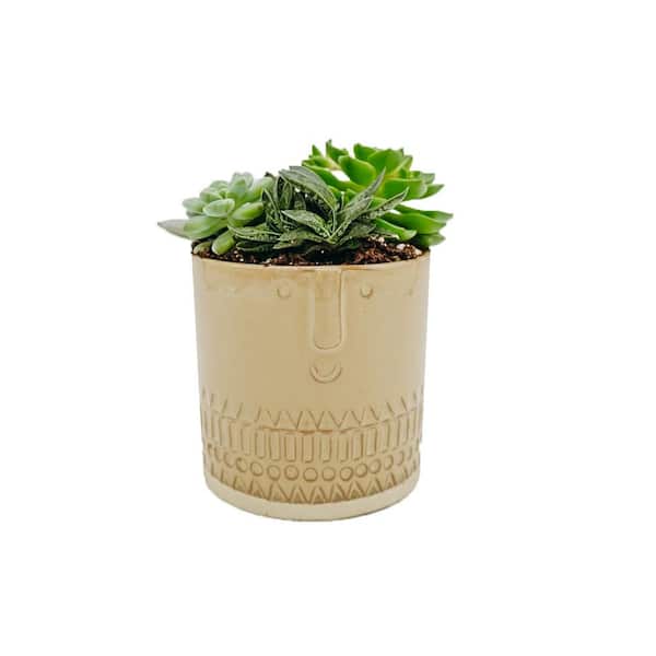 Vigoro 3 in. Succulent Garden in Brown Deco Face Planter