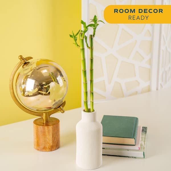 Lucky Bamboo Stalks Indoor Plant, Avg. Shipping Height 10 in. Tall, 10-Pk