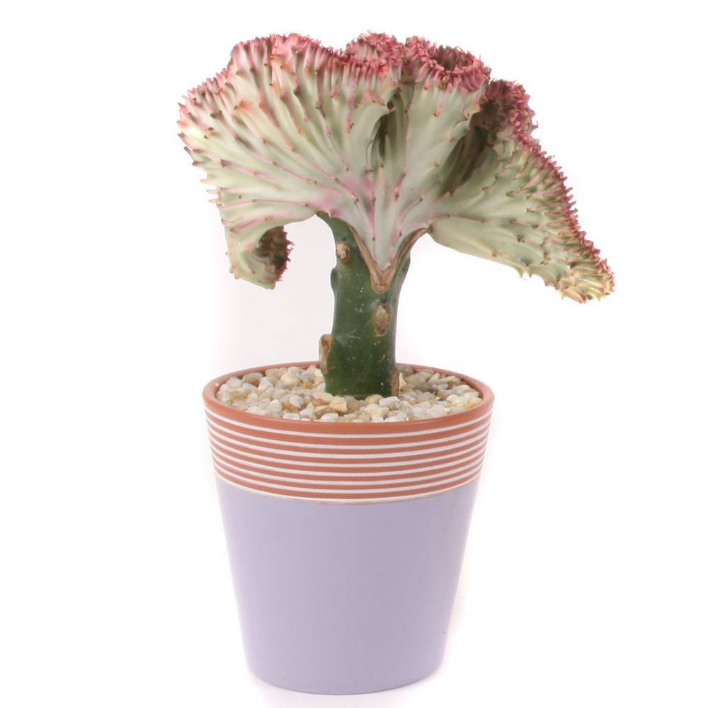 Costa Farms Coral Cactus Plant In 5 In Purple Simple Elegance Ceramic 5euphsimelegloa The Home Depot