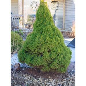 5 Gal. Dwarf Alberta Spruce Shrub with Aromatic and Soft Evergreen Foliage, Very Low Maintenance and Cold Hardy