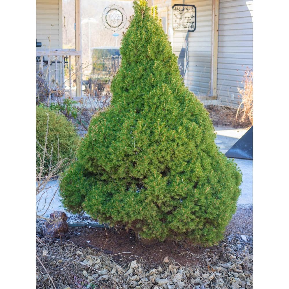 Online Orchards 5 Gal. Dwarf Alberta Spruce Shrub with Aromatic