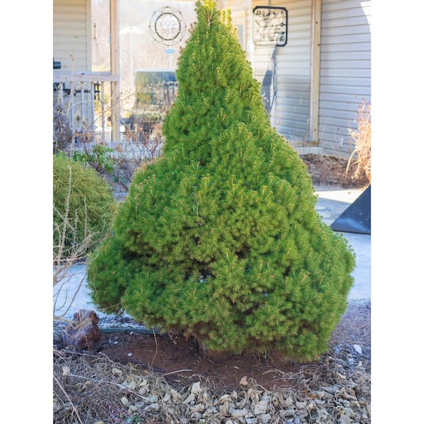 Online Orchards 5 Gal. Dwarf Alberta Spruce Shrub with Aromatic and Soft Evergreen Foliage, Very Low Maintenance and Cold Hardy