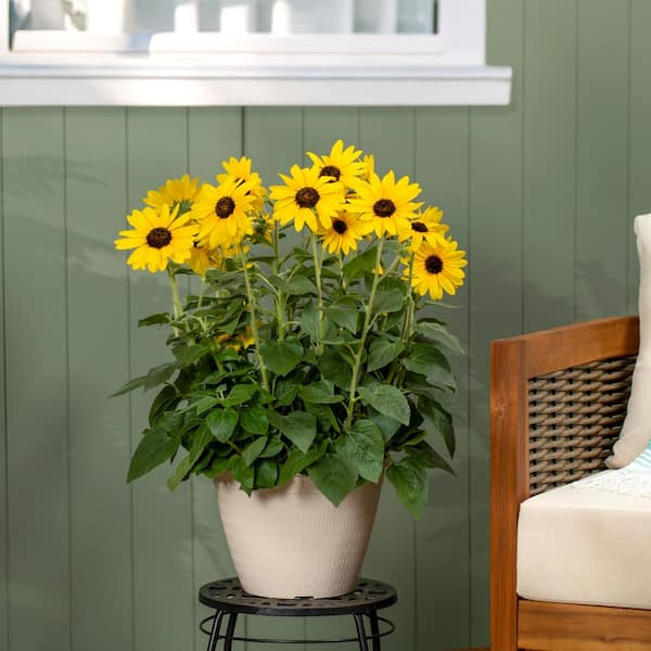 METROLINA GREENHOUSES 2 Qt. Sunfinity Yellow Sunflower Annual