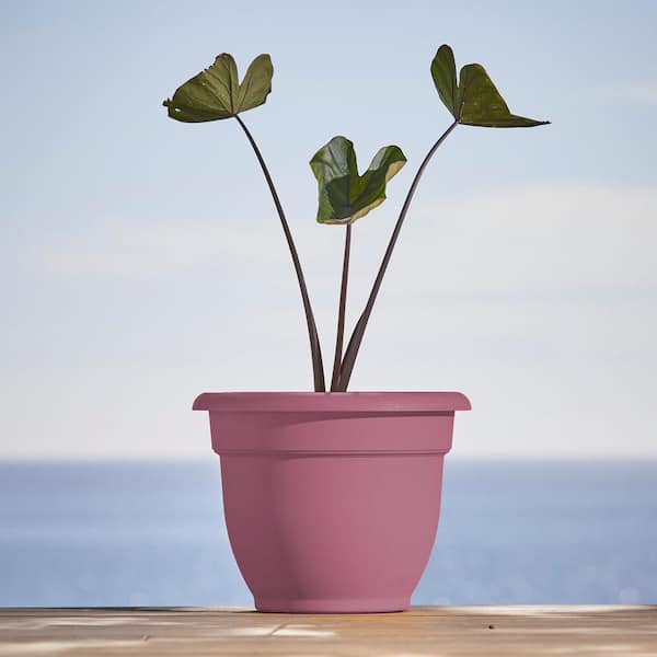 Ariana 13 in. L x 13 in. W x 10.25 in. H 12 qts. Dusty Rose Indoor/Outdoor Plastic Self-Watering Decorative Pot
