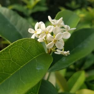 2.5 Gal - Sweet Tea Olive Osmanthus, Live Evergreen Shrub/Tree, Small White Blooms