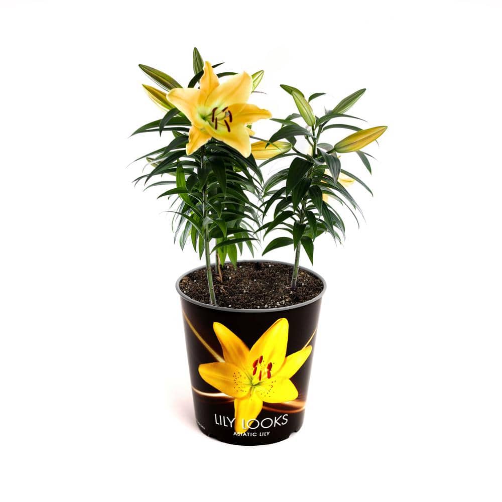 annual-flowers-1004068776-