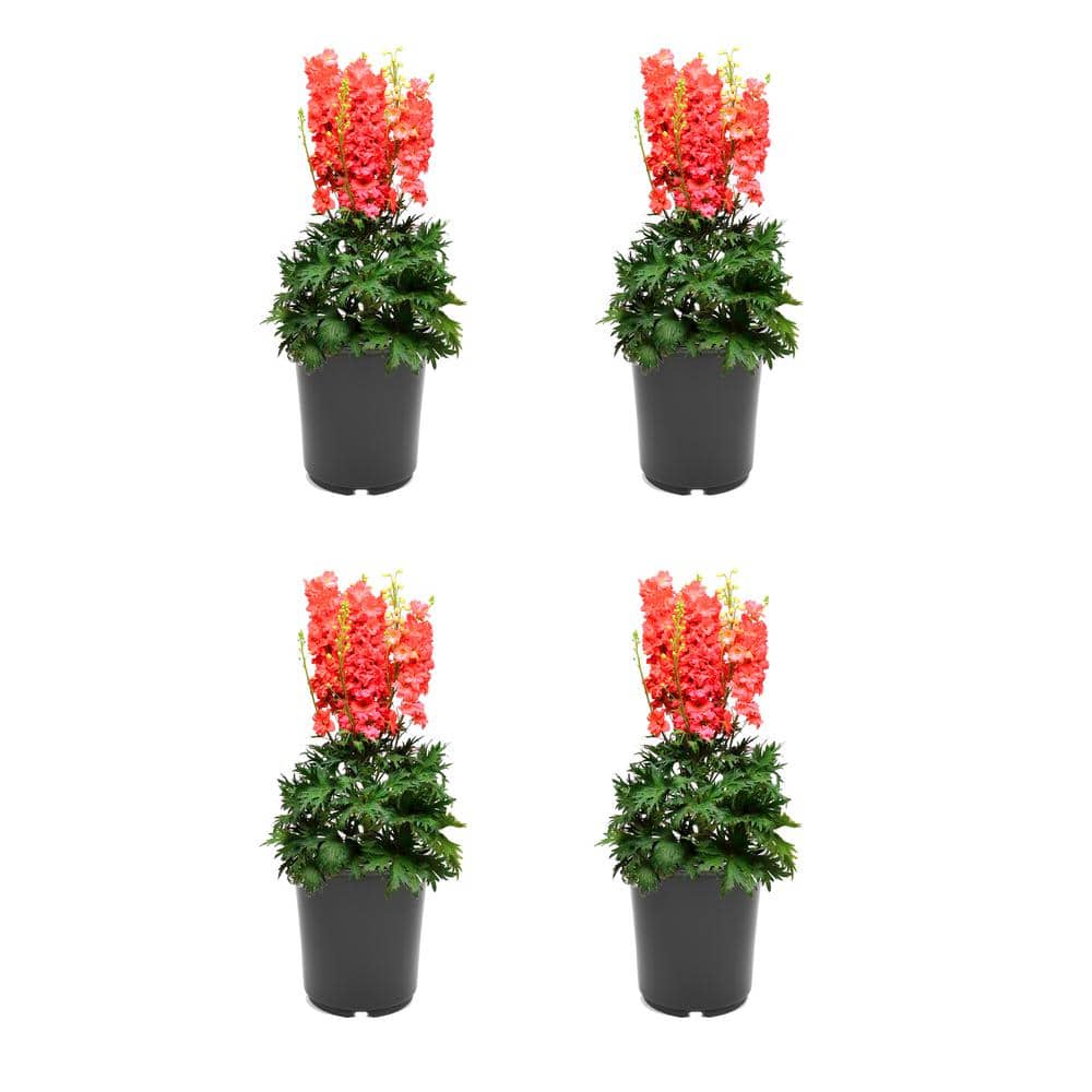 2.5 qt. Perennial Delphinium e. Red Lark (4-Pack)
