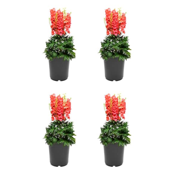 Unbranded 2.5 qt. Perennial Delphinium e. Red Lark (4-Pack)