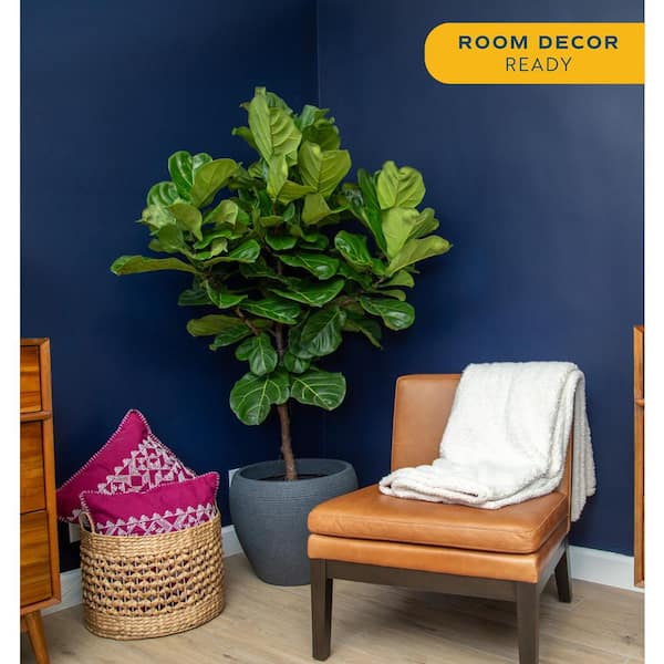Costa Farms Ficus Lyrata Fiddle Leaf Fig Standard Indoor Plant in 14 in.  Grower's Pot, Average Shipping Height 5-6 ft. Tall XL-6FL-G-POT-01 - The Home  Depot