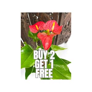 5 in. Red Anthurium Plant in Deco Pot (3-Pack)