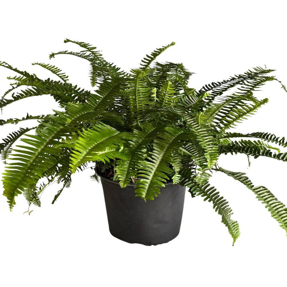 3 Gal. Kimberley Queen Fern (Nephrolepis) Plant in 10 in. Black Nursery Pot price history on PriceWatchPro