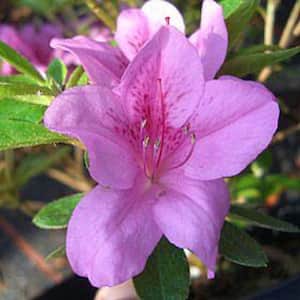 1 Gal. Violetta Azalea Live Flowering Evergreen Shrub, Purple-Pink Flowers